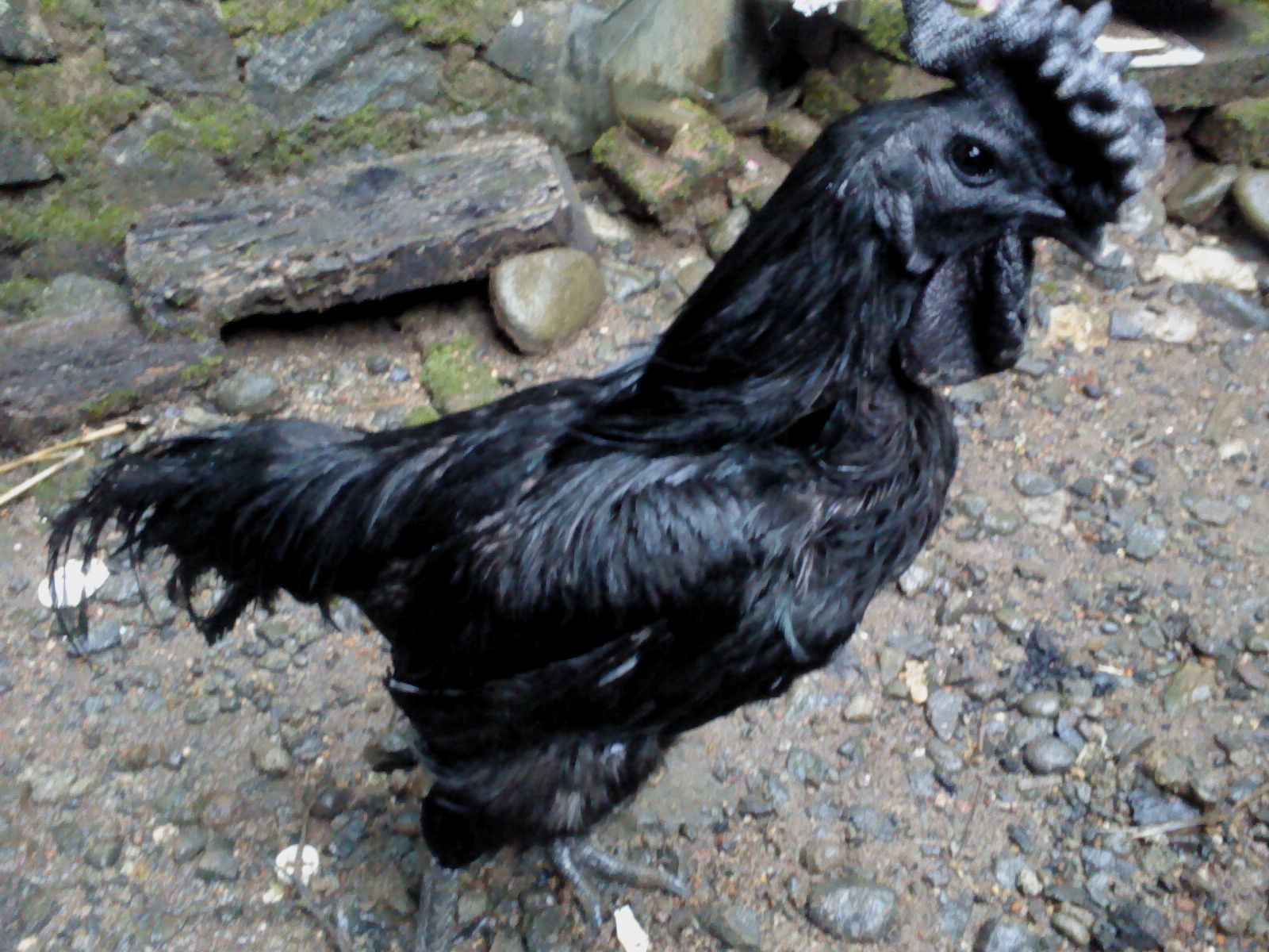 Ayam Cemani (Black Chicken) - #1 | Chickens, Black chickens, Animals